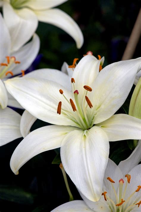 lily pics|Lilies Photos, Download The BEST Free Lilies Stock .